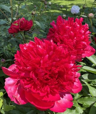 Peony Red Charm