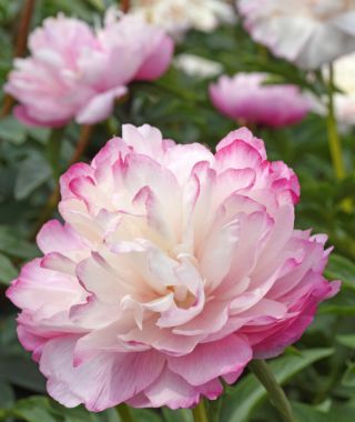 Peony Joker