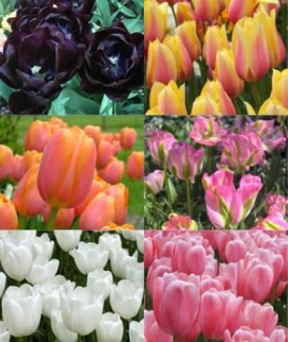 Collection G: The Latest May Tulip Garden