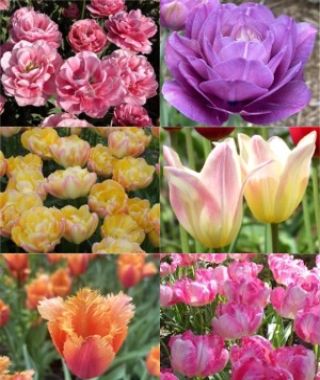Collection I: The Designer Bouquet Cutting Garden