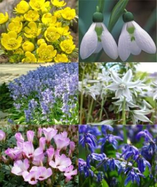 Collection S: Woodland Wonders
