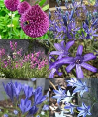 Collection U: Essential Late Spring Perennials