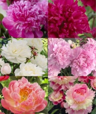 Collection W: The Quintessential Fragrant Peony Collection