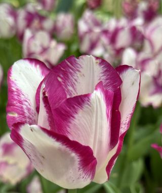 Tulip Affaire