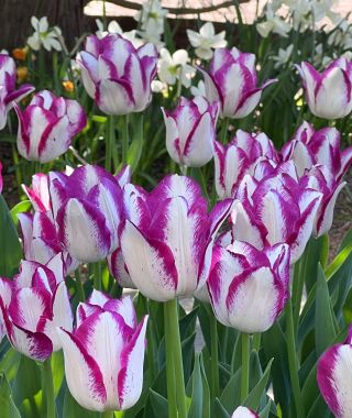 Tulip Affaire