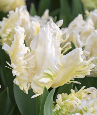Tulip Agrass Parrot
