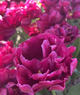 Tulip Alison Bradley