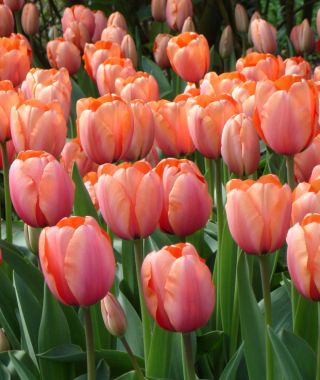 Tulip Apricot Impression