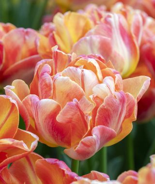 Tulip Apricot Symbiose