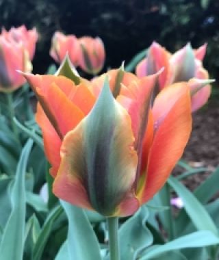 Tulip Artist