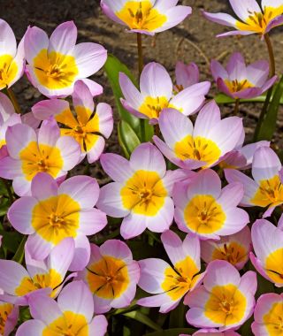 Tulipa bakeri Lilac Wonder