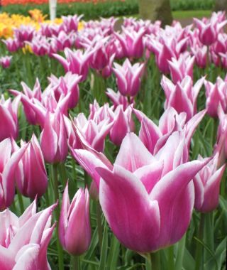 Lily Flowering Tulip Ballade