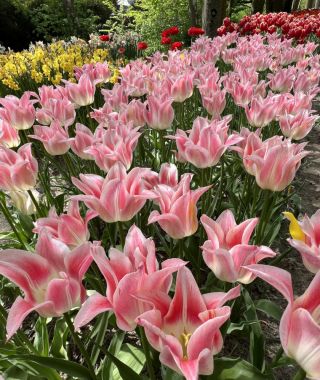 Lily Flowering Tulip Ballade Lady