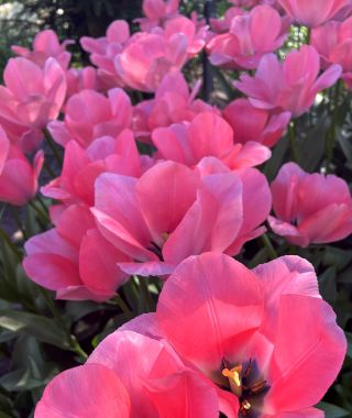Giant Darwin Hybrid Tulip Bella Blush