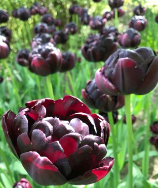 Tulip Black Hero