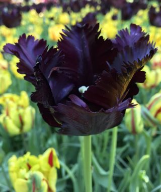 Parrot Tulip Black Parrot