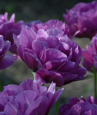 Peony Flowering Tulip Blue Spectacle