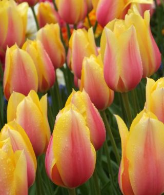 Tulip Blushing Beauty
