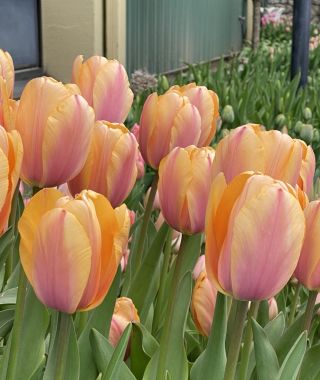 Tulip Blushing Impression