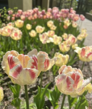 Parrot Tulip Blushing Parrot