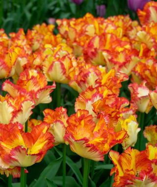 Parrot Tulip Caribbean Parrot