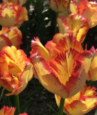 Parrot Tulip Caribbean Parrot
