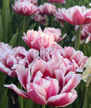 Peony Flowering Tulip Chandelier