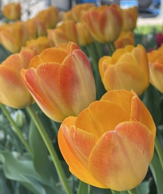 Tulip Chongming Love