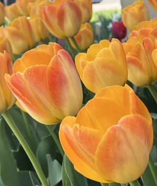 Tulip Chongming Love