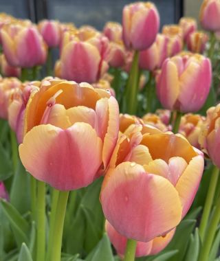 Tulip Coral Pride