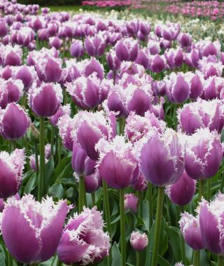 Tulip Cummins