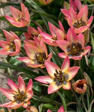 Tulipa Danique