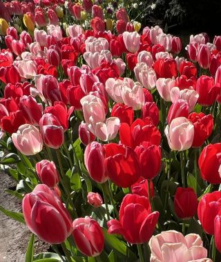 The Delightful Tulip Mixture