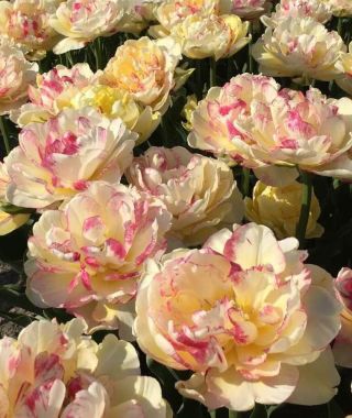 Tulip Double Shake 