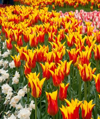Lily Flowering Tulip Fire Wings