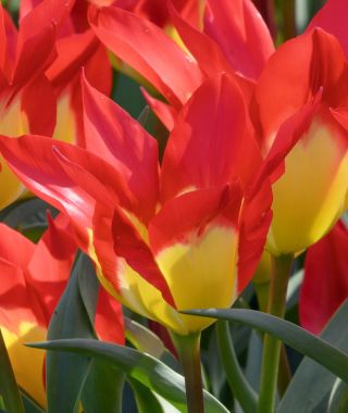 Tulip Flames Mystery