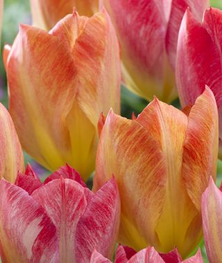 Tulip Flaming Sunrise
