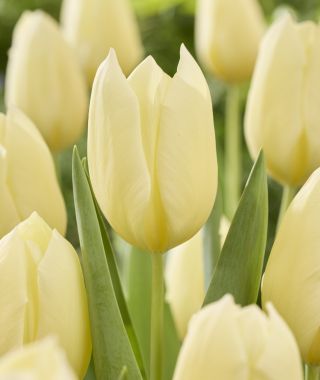 Tulip Fondue