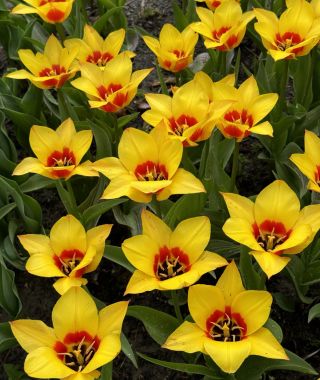Tulip Graefin Bettina