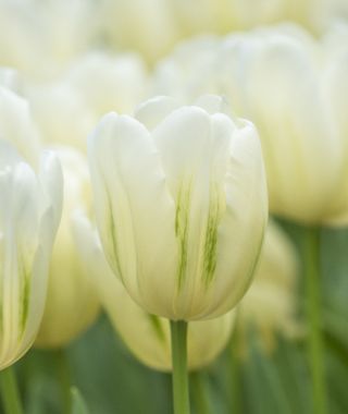 Tulip Green Spirit