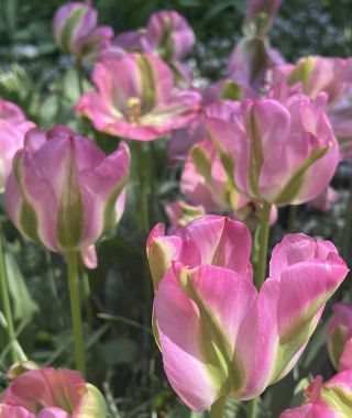 Tulip Greenland