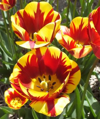 Triumph Tulip Helmar