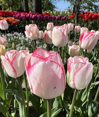 Tulip Hugs & Kisses