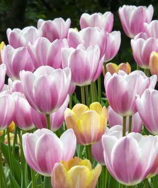 Tulip Jumbo Beauty