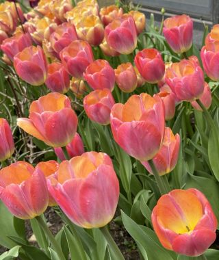 Tulip Kunyun