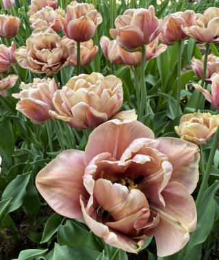 Tulip La Belle Epoque