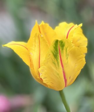 Tulip La Courtine Parrot