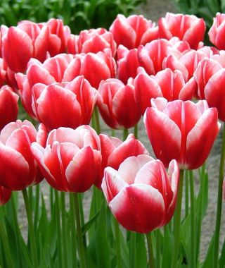 Tulip Leen van der Mark