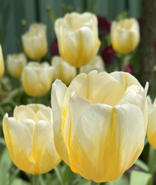 Tulip Lemon Chiffon