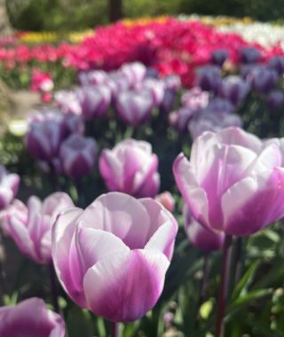 Tulip Librije